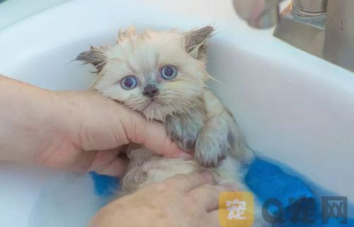 宠物猫可以用人的洗发水吗？