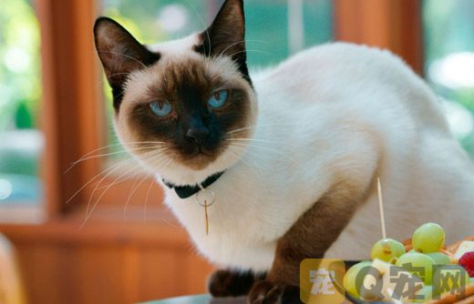 纯种公暹罗猫幼猫需要多少钱？