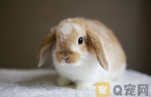 兔子身上掉毛严重是什么原因？