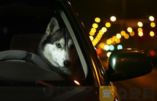 宠物狗为什么不能乘车？