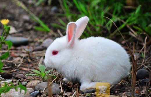 饲养中国白兔的需要注意哪些问题
