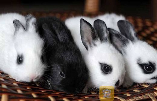 海棠兔饲养要注意什么？