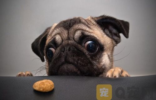 宠物狗吃饭喜欢挑食怎么办？