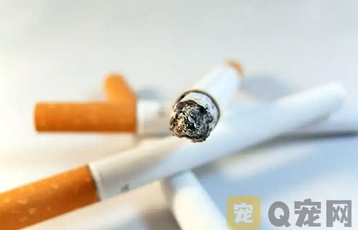 人类吸烟也会危险宠物健康