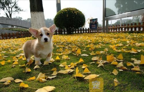 狗狗饮食的重要性