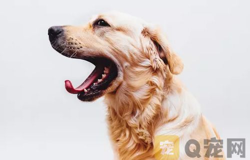 如何通过牙齿辨别狗狗年龄？