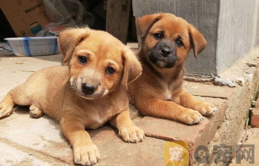 多地宣布对中华田园犬解除禁养(图1)