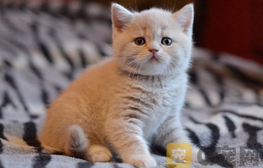 小猫咪的猫爬架有哪些用途是什么？