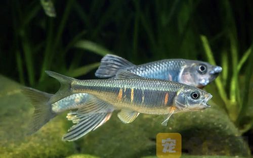 全球鱼类新物种苕溪鱲，在杭州首次发现！(图1)