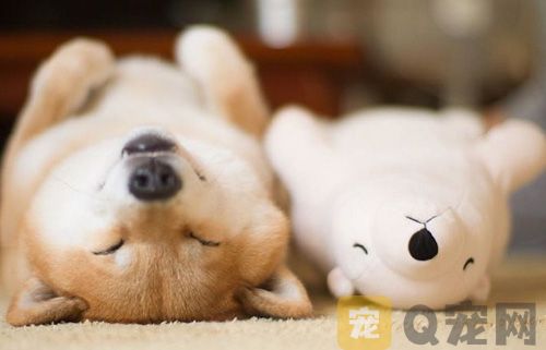 国际小狗日是什么时候？(图1)