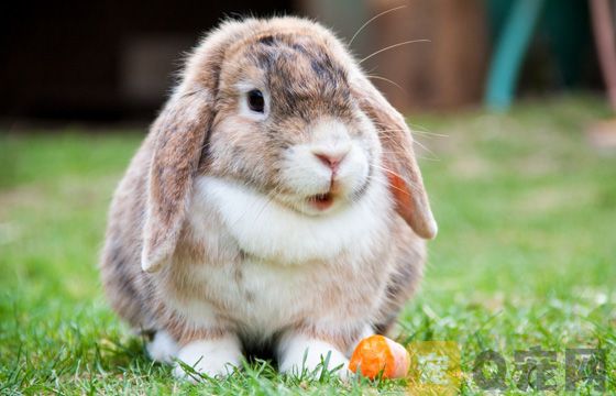 兔子可以吃什么？