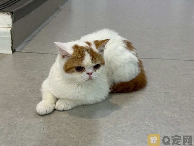 猫咪抗衰老产品怎么选？DLOVE 生命元四年稳居销量榜首(图1)